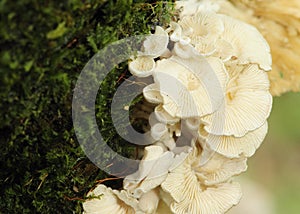 Schizophyllum commune mushroom