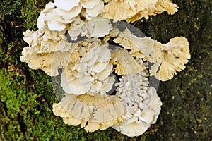 Schizophyllum commune mushroom