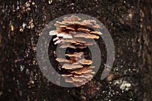 Schizophyllum commune mushroom on tree