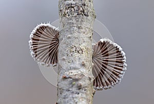 Schizophyllum commune is a species of fungus in the family Schizophyllaceae. Split gill, Schizophyllum commune, studied for its im photo