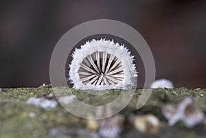 Schizophyllum commune is a species of fungus in the genus Schizophyllum