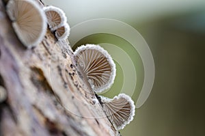 Schizophyllum commune species of gilled fungus