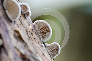 Schizophyllum commune species of gilled fungus photo