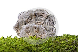 Schizophyllum commune on white background