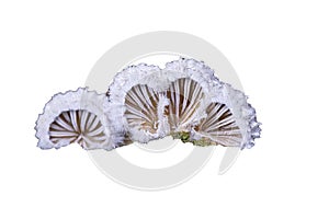 Schizophyllum commune on white background photo