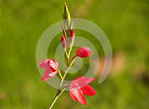 Schizostylis or Kaffir Lily