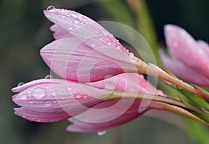 Schizostylis or Kaffir Lily