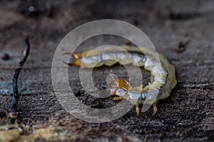 Schizotus pectinicornis larvae