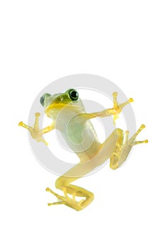 Japanese tree frog photo