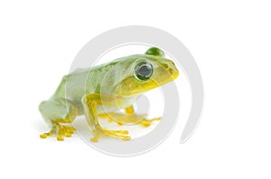 Japanese tree frog photo