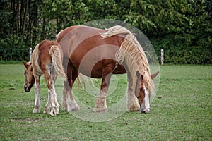 Schleswig coldblood horse and its foal grazing on a green pasture
