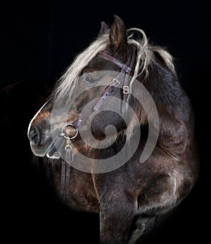 Schleswig horse black background photo