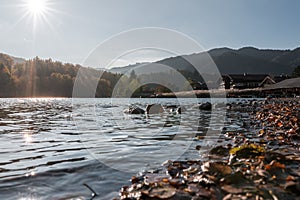 The Schliersee in autumn colors in the Bavarian mountains. With autumn leaves in the foreground. Against the sunlight.