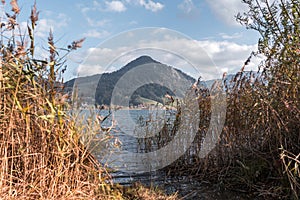 The Schliersee in autumn colors in the Bavarian mountains. With reed in the foreground.
