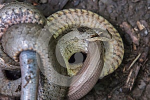 Schlingnatter (Coronella austriaca