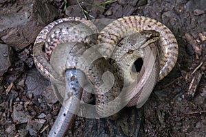 Schlingnatter (Coronella austriaca