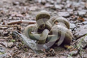 Schlingnatter (Coronella austriaca