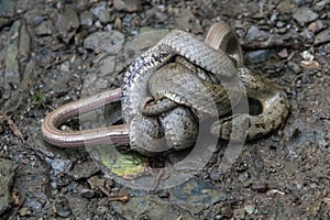 Schlingnatter (Coronella austriaca