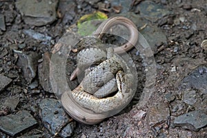 Schlingnatter (Coronella austriaca