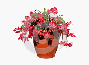 Schlumbergera flowering plant im a flower pot photo