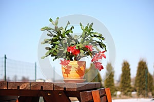 Schlumbergera cactus with red flowers