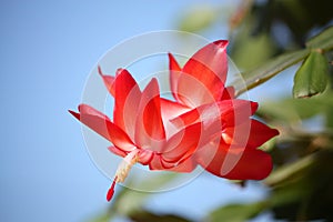 Schlumbergera cactus with red flowers