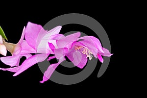 Schlumbergera flower on black background.