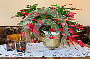 Schlumbergera flower on the table