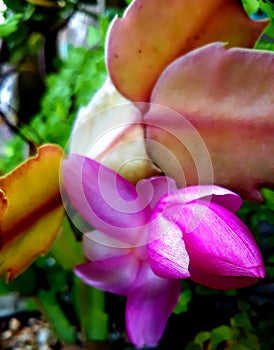 Schlumbergera sp, May flower bud, pink flower, flowering cactacea, zoom flower photo