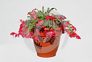 Schlumbergera Truncata plant in pot photo