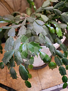 Schlumbergera truncata is a succulent cactus that can grow and is hardy. photo