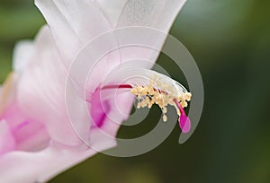 Schlumbergera truncata. Zygocactus truncatus.