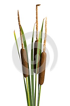 SchmalblÃ¤ttrige Rohrkolben - Typha angustifolia