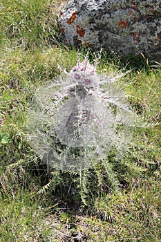 Schmalhausenia nesting Schmalhausenia nidulans.