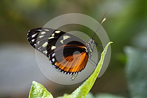 Schmetterling