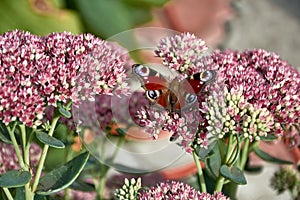 Schmetterling Pfauenauge sitzt auf den Bl ten von Hasenkohl. Hilotelefum