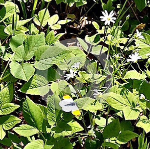 Schmetterling und Blumen