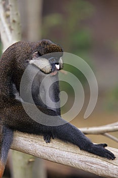 Schmidt\'s Guenon photo