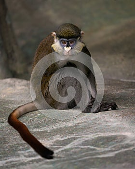 Schmidt\'s Red-Tailed Guenon