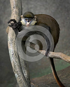 Schmidt's Red-Tailed Guenon sitting on tree branch