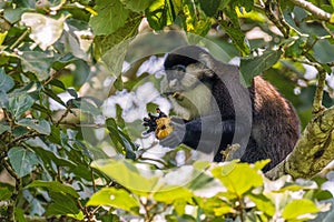 A Schmidt`s Red-tailed Monkey stares curiously from the branches of a tree and eating when the family troop takes a rest break.