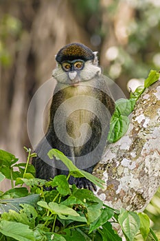 A Schmidt`s Red-tailed Monkey stares curiously from the branches of a tree when the family troop takes a rest break, Kibale Nation