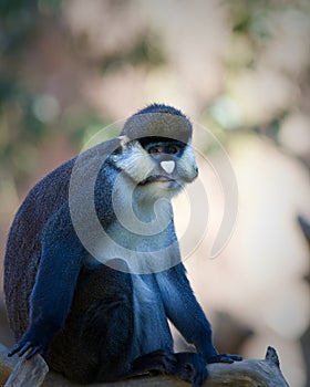 Schmidt's Spot-nosed Guenon