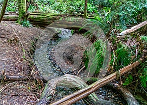 Schmitz Park Stream 4