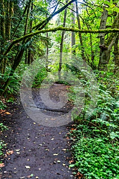 Schmitz Park Trail 4