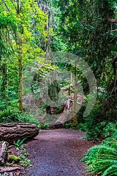 Schmitz Park Trail 3