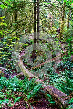 Schmitz Park Trees 3