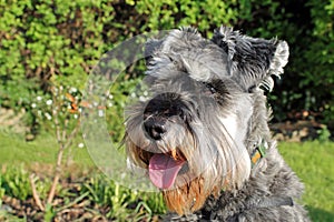 Schnauzer