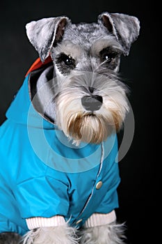 Schnauzer dog