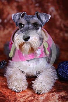 Schnauzer dog